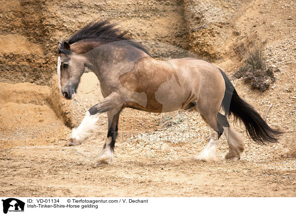 Irish-Tinker-Shire-Horse Wallach / Irish-Tinker-Shire-Horse gelding / VD-01134
