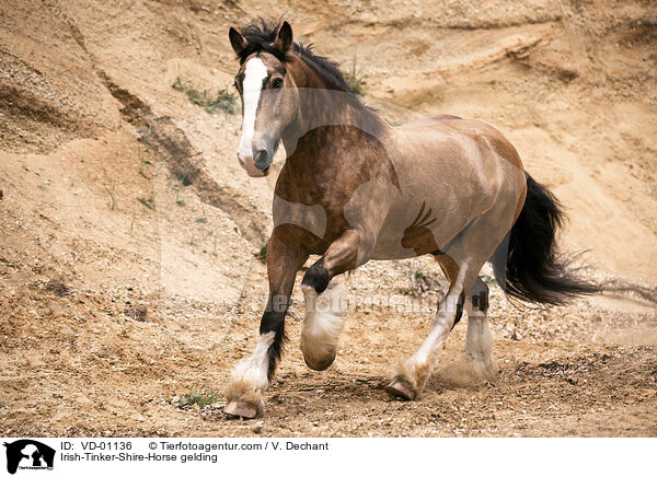 Irish-Tinker-Shire-Horse Wallach / Irish-Tinker-Shire-Horse gelding / VD-01136