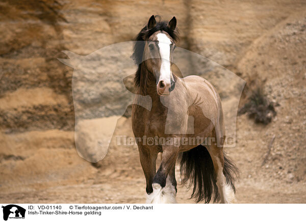 Irish-Tinker-Shire-Horse gelding / VD-01140