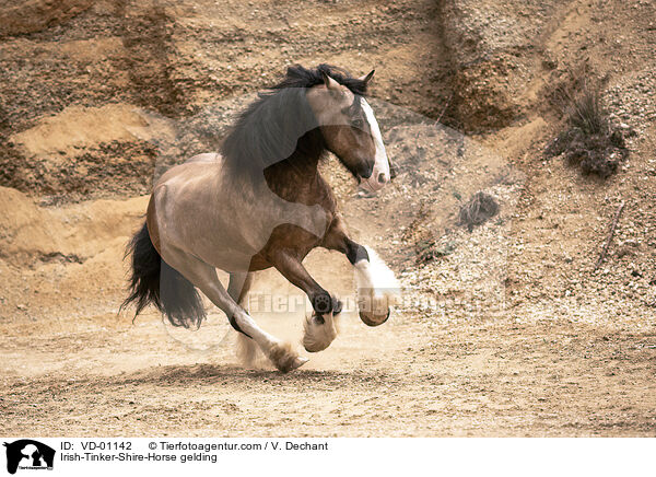 Irish-Tinker-Shire-Horse Wallach / Irish-Tinker-Shire-Horse gelding / VD-01142