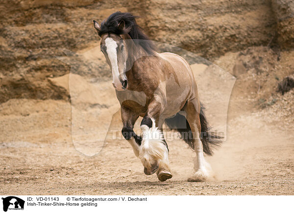 Irish-Tinker-Shire-Horse Wallach / Irish-Tinker-Shire-Horse gelding / VD-01143