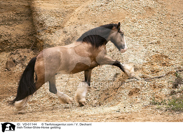 Irish-Tinker-Shire-Horse gelding / VD-01144