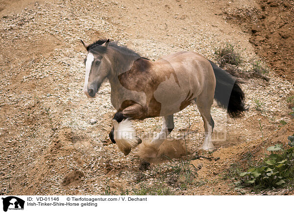 Irish-Tinker-Shire-Horse gelding / VD-01146