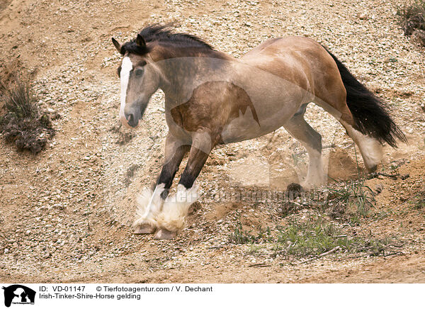 Irish-Tinker-Shire-Horse Wallach / Irish-Tinker-Shire-Horse gelding / VD-01147