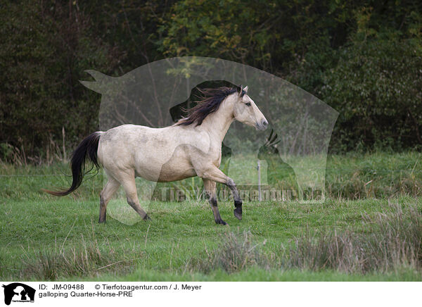 galoppierendes Quarter-Horse-PRE / galloping Quarter-Horse-PRE / JM-09488