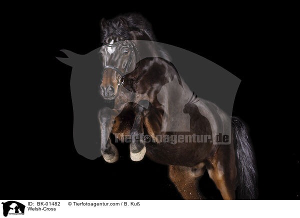 Welsh-Mix / Welsh-Cross / BK-01482