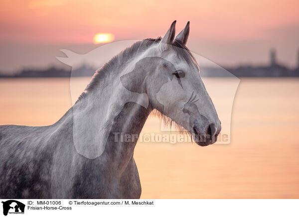 Friese-Mix / Frisian-Horse-Cross / MM-01006