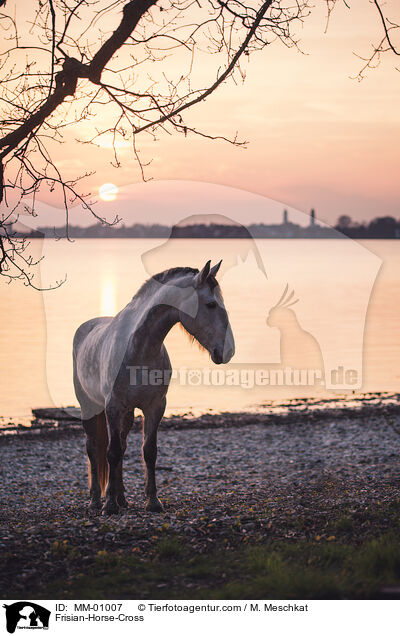 Frisian-Horse-Cross / MM-01007