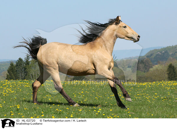 Knabstrupper-Lusitano / knabstrup-Lusitano / HL-02720