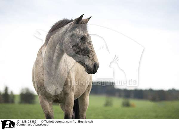 Connemara-Appaloosa / Connemara-Appaloosa / LIB-01383