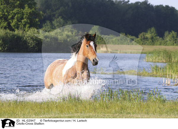 Criollo-Mix Hengst / Criollo-Cross Stallion / HL-02947