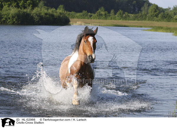 Criollo-Cross Stallion / HL-02966