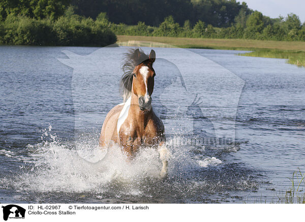 Criollo-Mix Hengst / Criollo-Cross Stallion / HL-02967