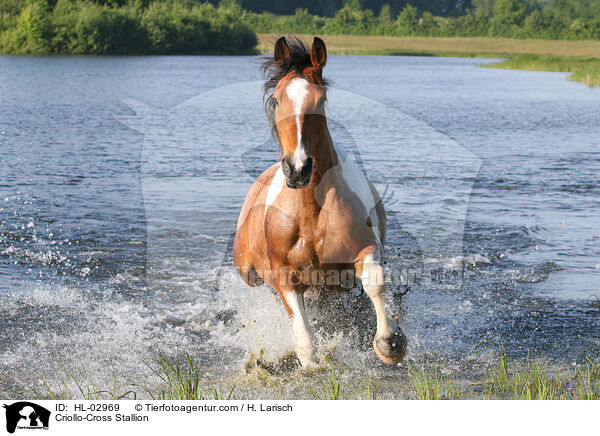 Criollo-Mix Hengst / Criollo-Cross Stallion / HL-02969