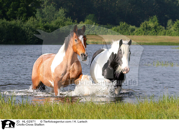 Criollo-Cross Stallion / HL-02971