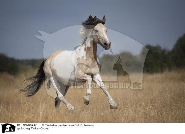 galoppierender Tinker-Mix / galloping Tinker-Cross / NS-06746