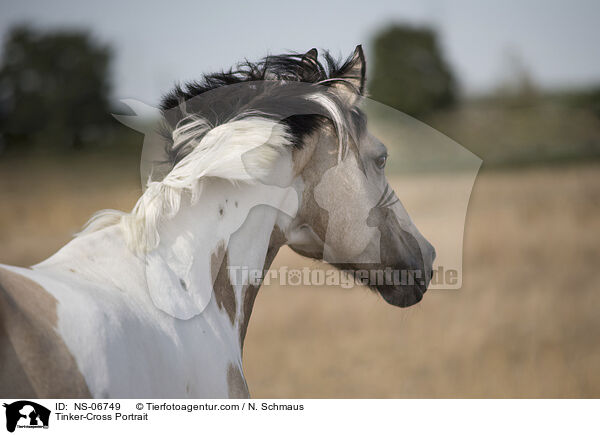 Tinker-Mix Portrait / Tinker-Cross Portrait / NS-06749