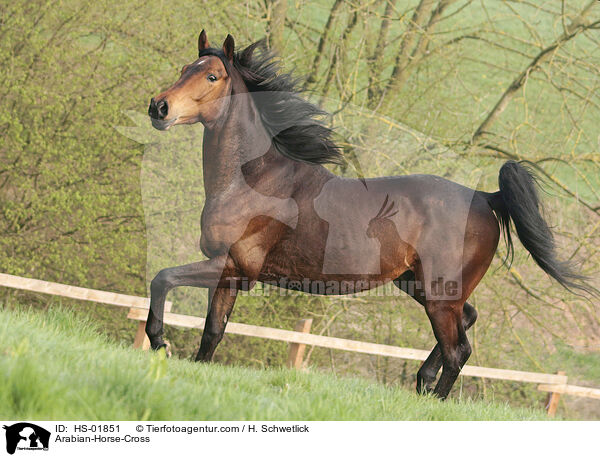 Arabian-Horse-Cross / HS-01851