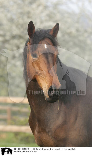 Arabian-Horse-Cross / HS-01869