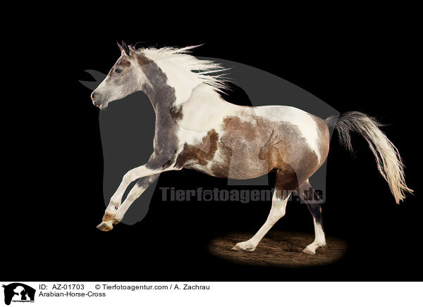 Araber-Mix / Arabian-Horse-Cross / AZ-01703