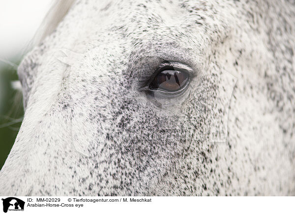 Arabian-Horse-Cross eye / MM-02029