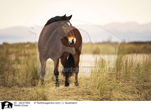 Welsh-Mix / Welsh-Cross / JQ-01082