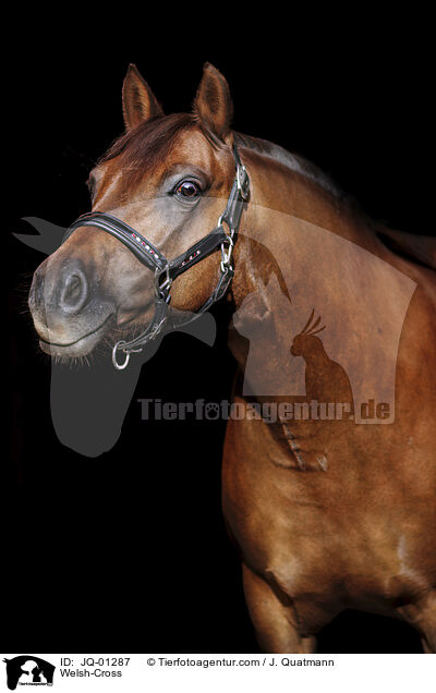 Welsh-Mix / Welsh-Cross / JQ-01287