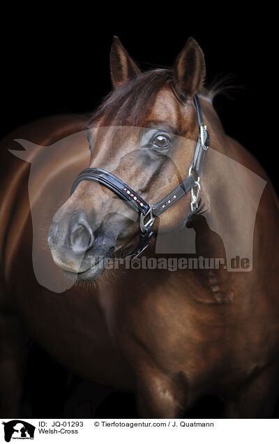 Welsh-Mix / Welsh-Cross / JQ-01293