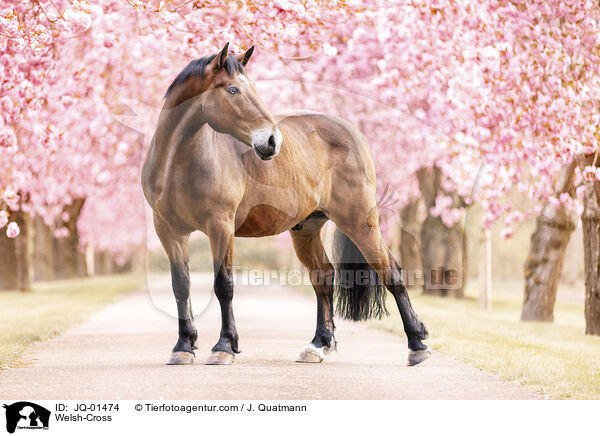 Welsh-Mix / Welsh-Cross / JQ-01474