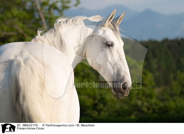 Friese-Mix / Frisian-Horse-Cross / MM-02176