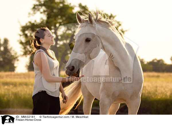 Friese-Mix / Frisian-Horse-Cross / MM-02181