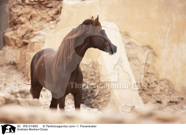 Araber-Berber-Mix / Arabian-Berber-Cross / IFE-01865