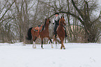 woman with 2 horses