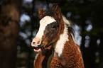 crossbreed foal