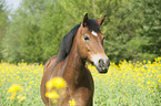 crossbreed portrait