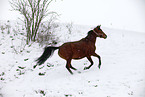 running mare