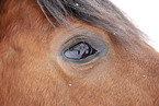 horse eye