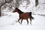 trotting mare