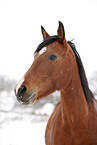 brown mare