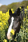 horse in field of rape