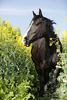 horse in field of rape