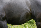 pregnant mare