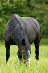 black mare