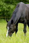black mare