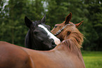 horses pair grooming