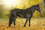 black horse