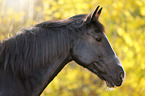 black horse portrait