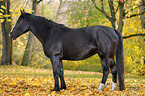 black horse