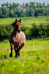 trotting Ardennes-Cross