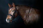 holstein-horse-coldblood-crossbreed portrait